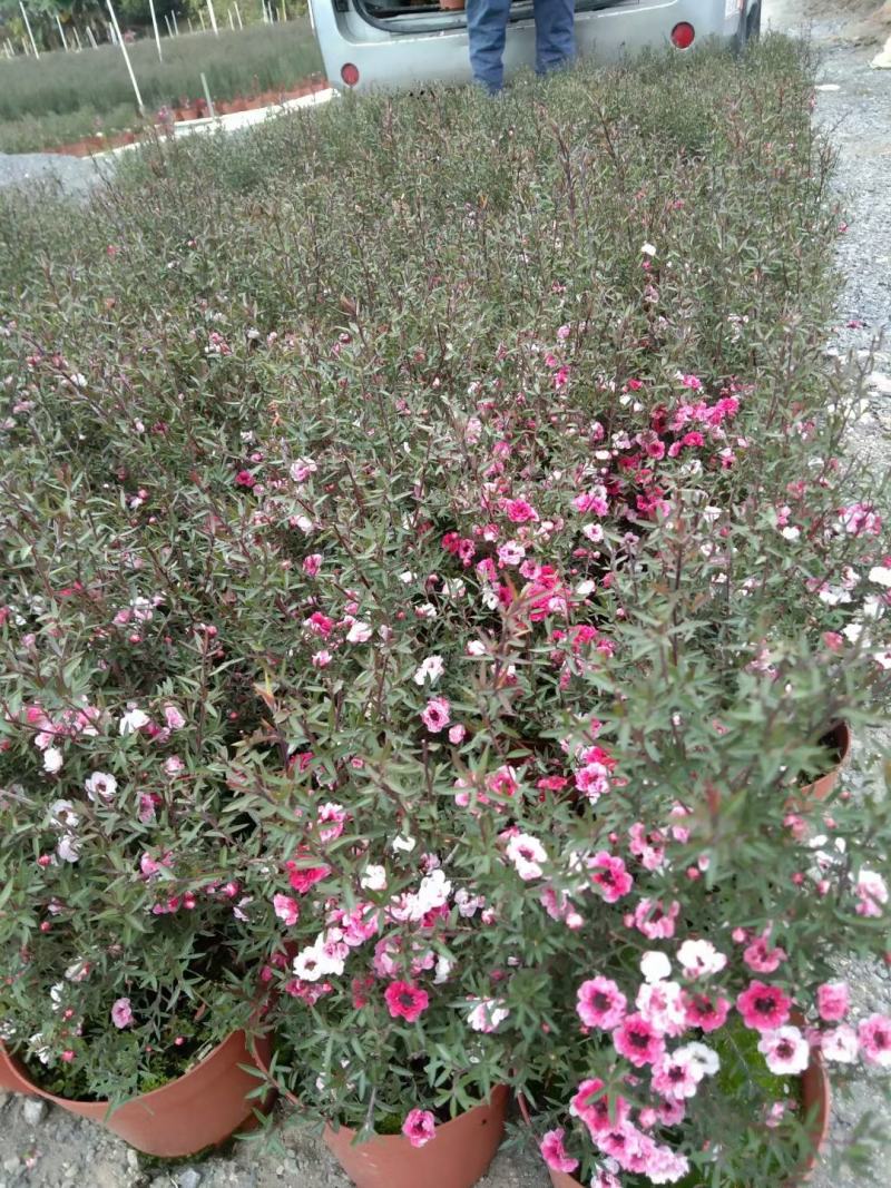 松红梅盆栽批发价格，基地直发，开花绿植，净化空气