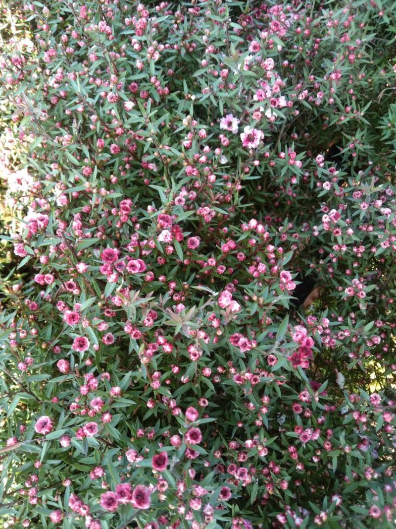 松红梅盆栽批发价格，基地直发，开花绿植，净化空气
