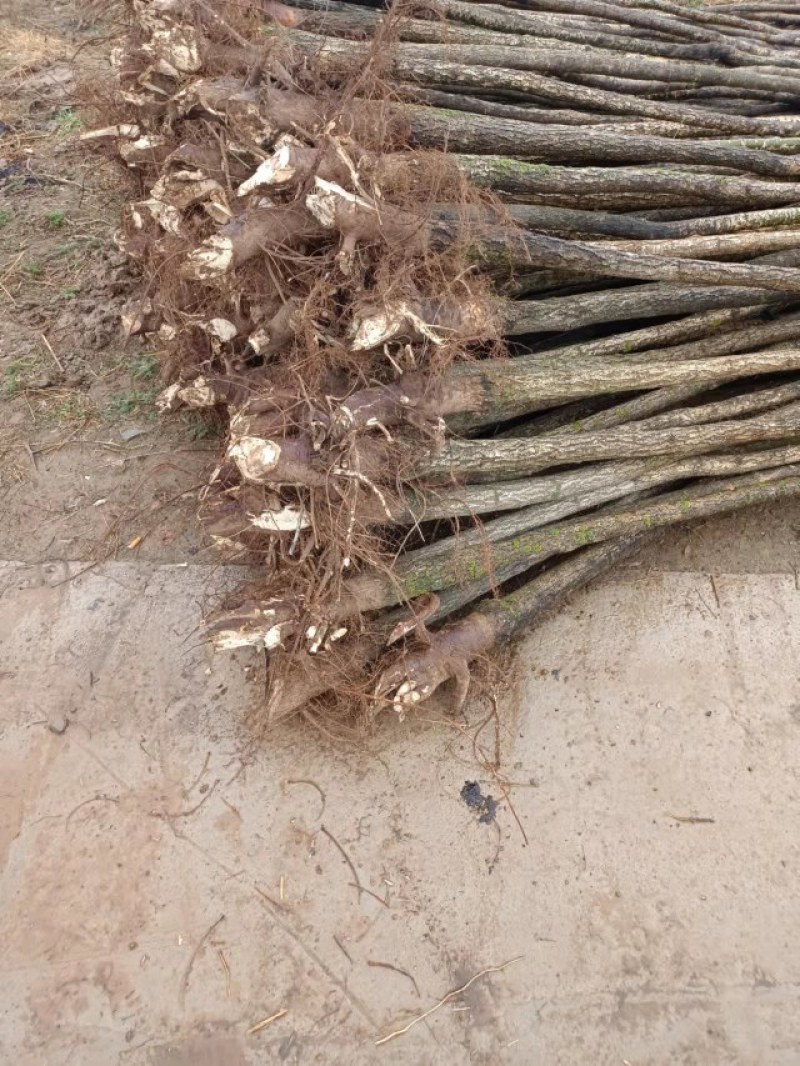 自家苗圃十到十四公分国槐树，无中介，打号挖树装车。