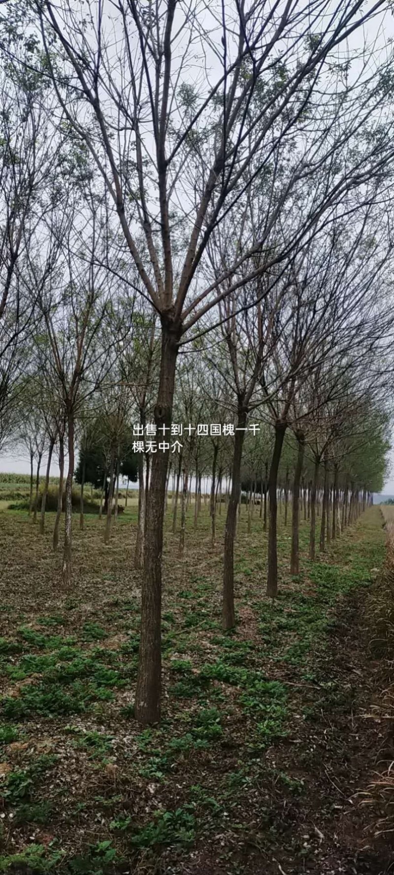自家苗圃十到十四公分国槐树，无中介，打号挖树装车。