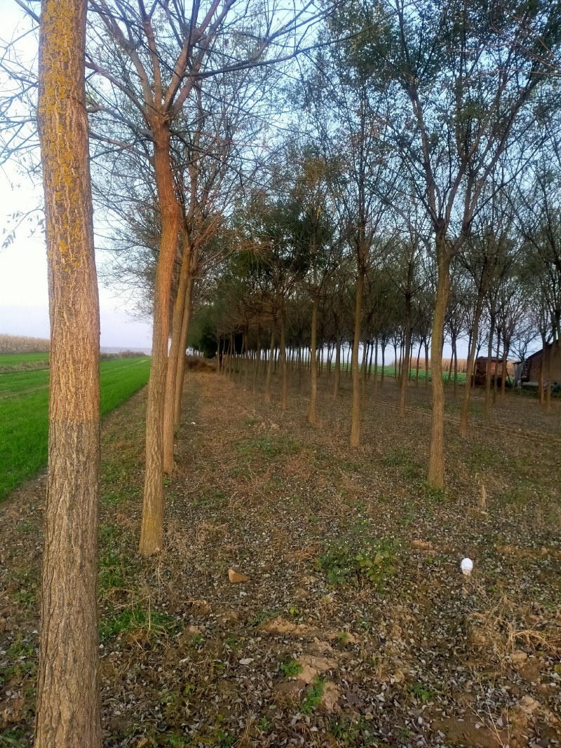 自家苗圃十到十四公分国槐树，无中介，打号挖树装车。