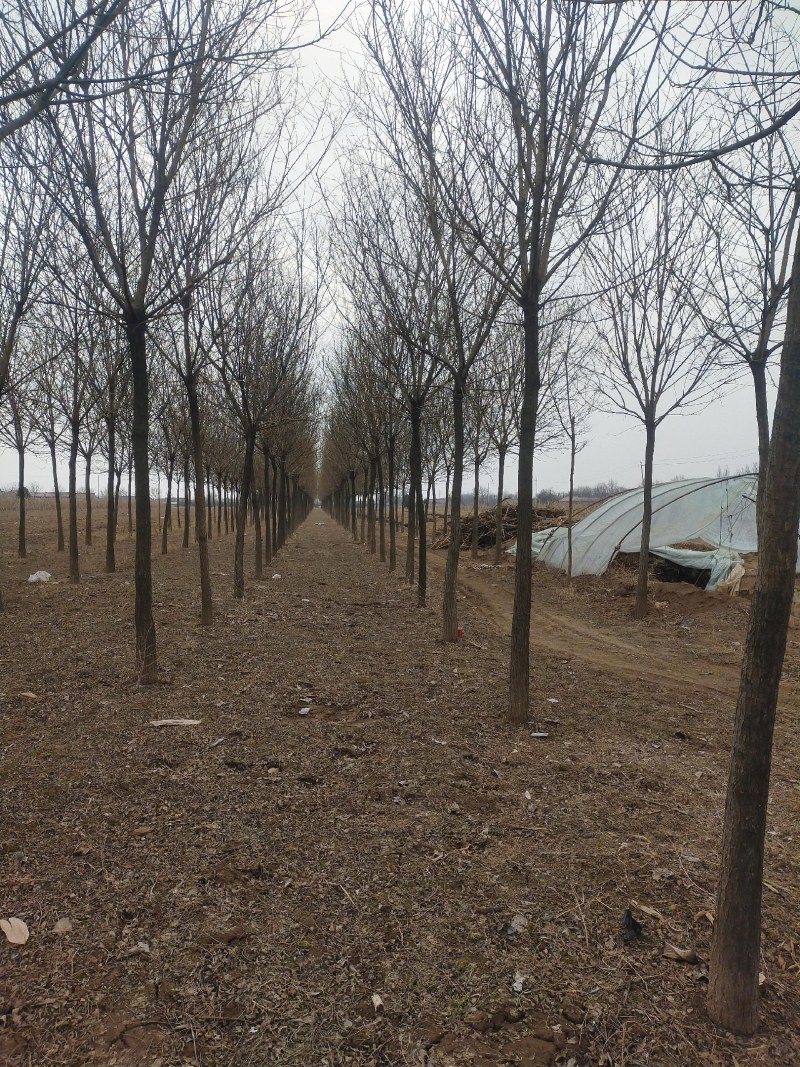 自家苗圃十到十四公分国槐树，无中介，打号挖树装车。