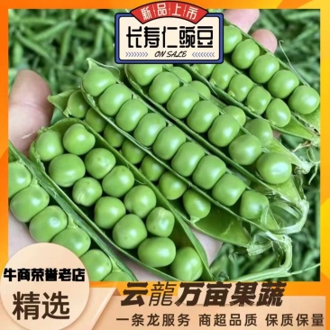 长寿仁豌豆，水果豌豆，青豌豆，场地直供，货源。