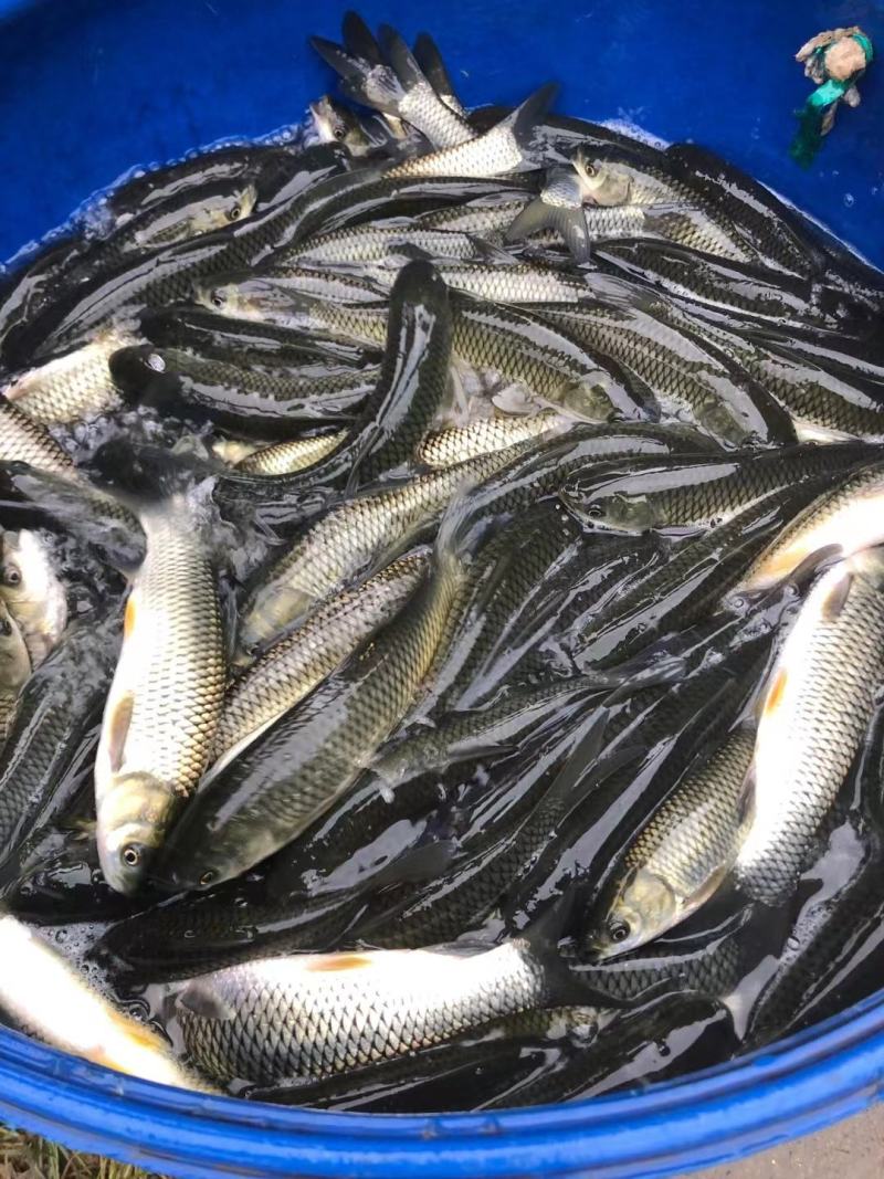 草鱼规格齐全品质保证可送货上门欢迎电联采购