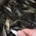 草鱼规格齐全品质保证可送货上门欢迎电联采购