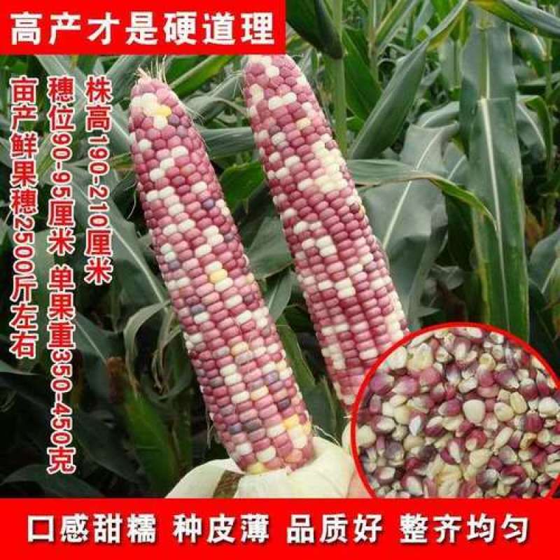 彩糯香玉玉米种子高产大田四季香甜糯玉米种子早熟多彩粘糯玉