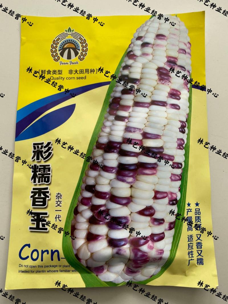 彩糯香玉玉米种子高产大田四季香甜糯玉米种子早熟多彩粘糯玉