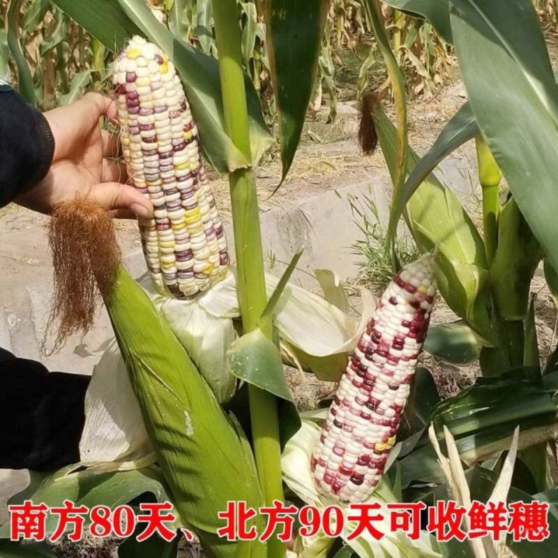 彩糯香玉玉米种子高产大田四季香甜糯玉米种子早熟多彩粘糯玉