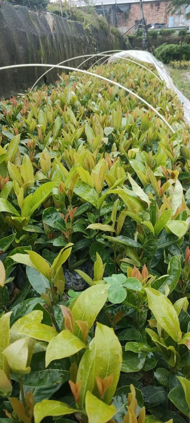 龙船花福建漳州龙船花绿化庭院设计基地直供大小规格袋苗