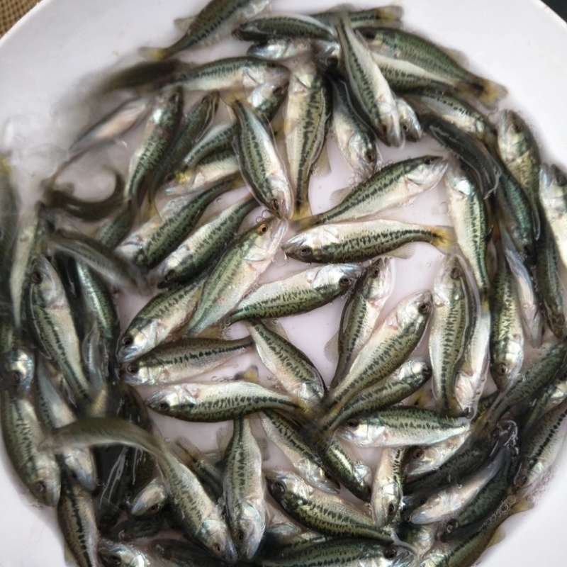 加州鲈鱼苗优鲈3号台湾优1号鲈鱼苗种苗规格齐全活跃好
