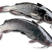 美国斑点叉尾鮰鱼苗，江团鱼苗，规格齐全，活跃生猛的