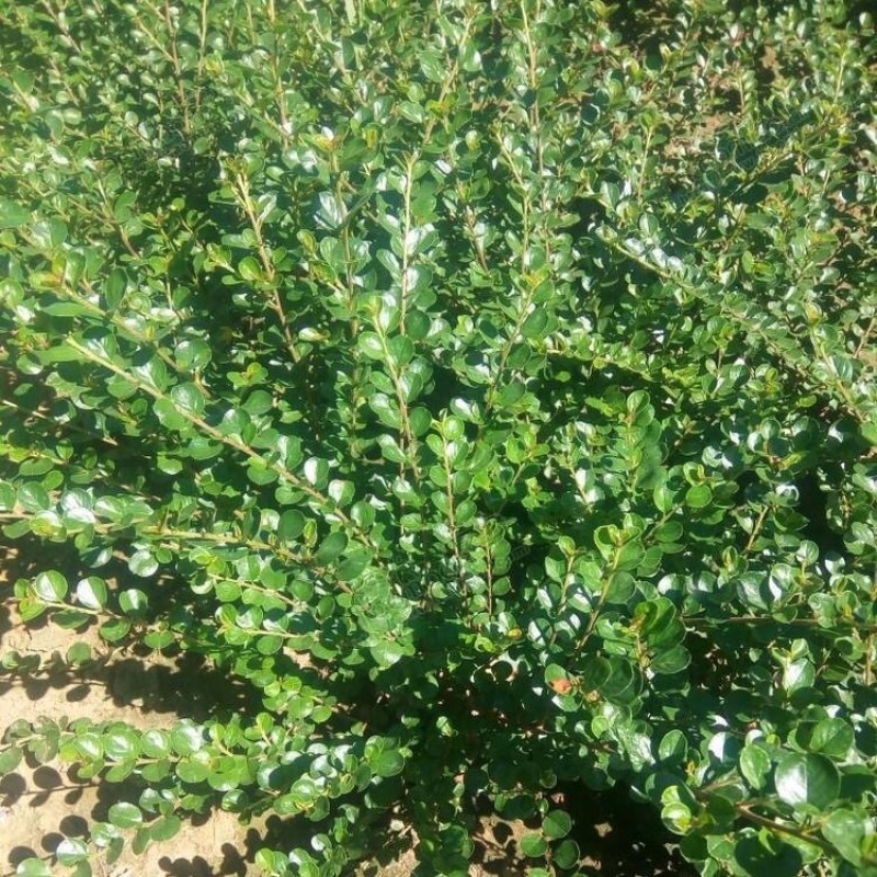 平枝荀子，精品苗，基地直发，大量供应批发