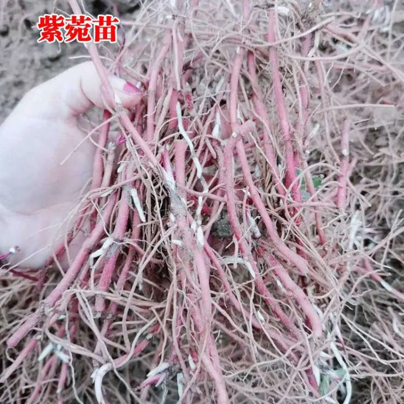 紫菀苗，一手货源，产地直供，欢迎进店选购