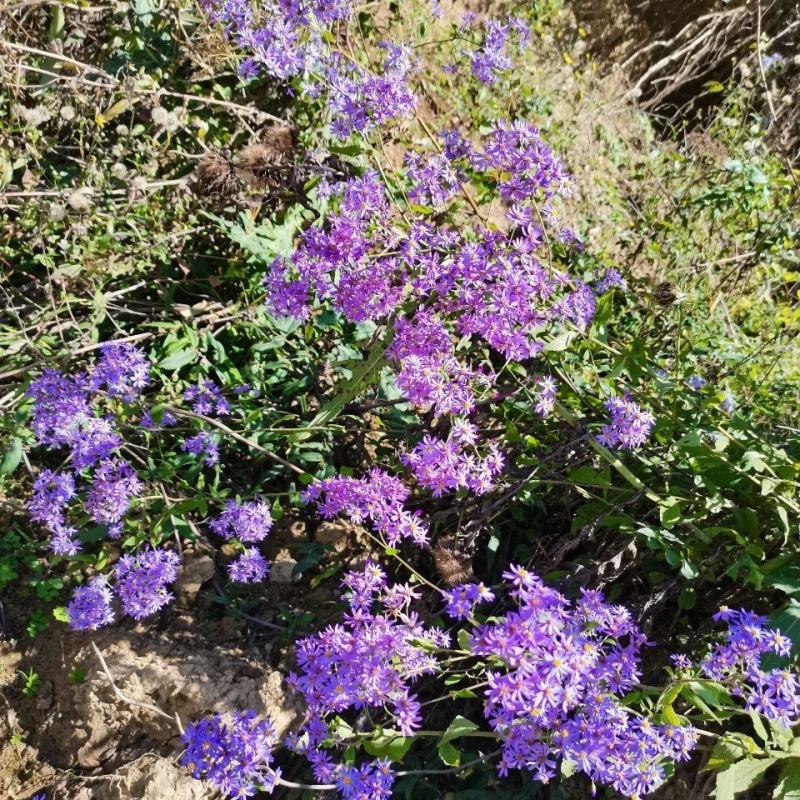 紫菀苗，一手货源，产地直供，欢迎进店选购