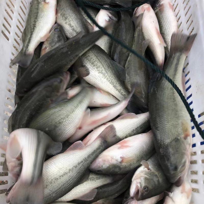 出售鲈鱼，青波，青鱼，鳕鱼，鳊鱼，黄辣丁