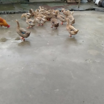 土鸭