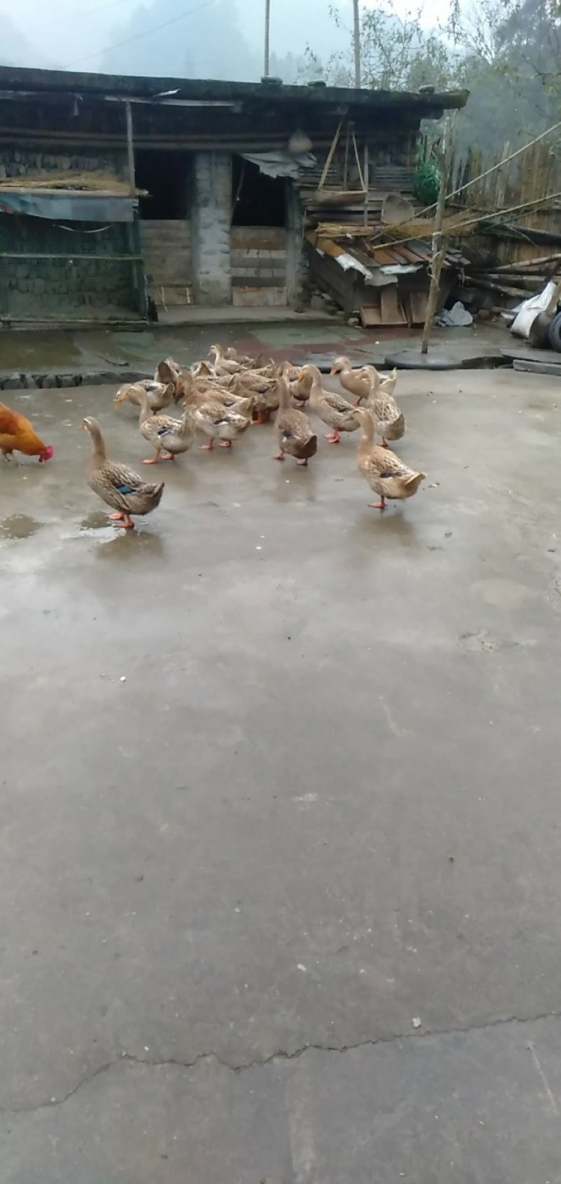 土鸭
