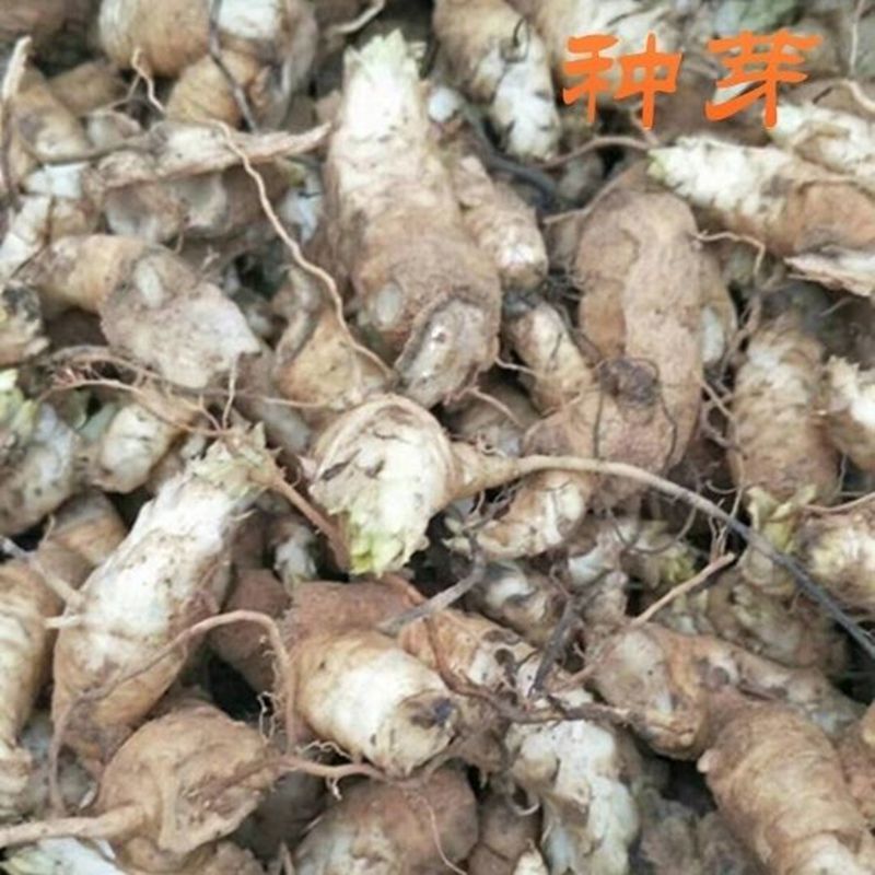 改良玄参苗，价格合适，产地直发，货源充足
