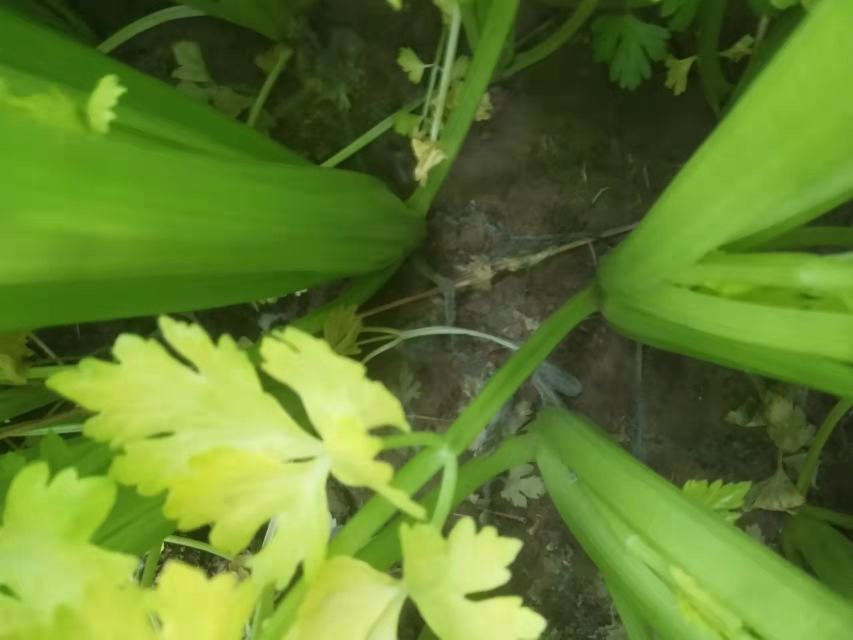 西芹植株特写