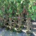 木芙蓉福建漳州木芙蓉绿化庭院设计基地直供大小规格袋苗