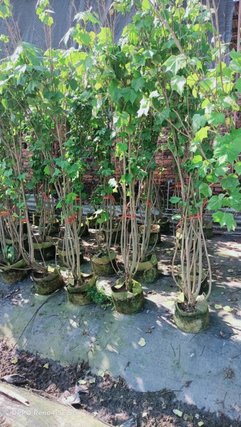 木芙蓉福建漳州木芙蓉绿化庭院设计基地直供大小规格袋苗
