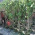 木芙蓉福建漳州木芙蓉绿化庭院设计基地直供大小规格袋苗
