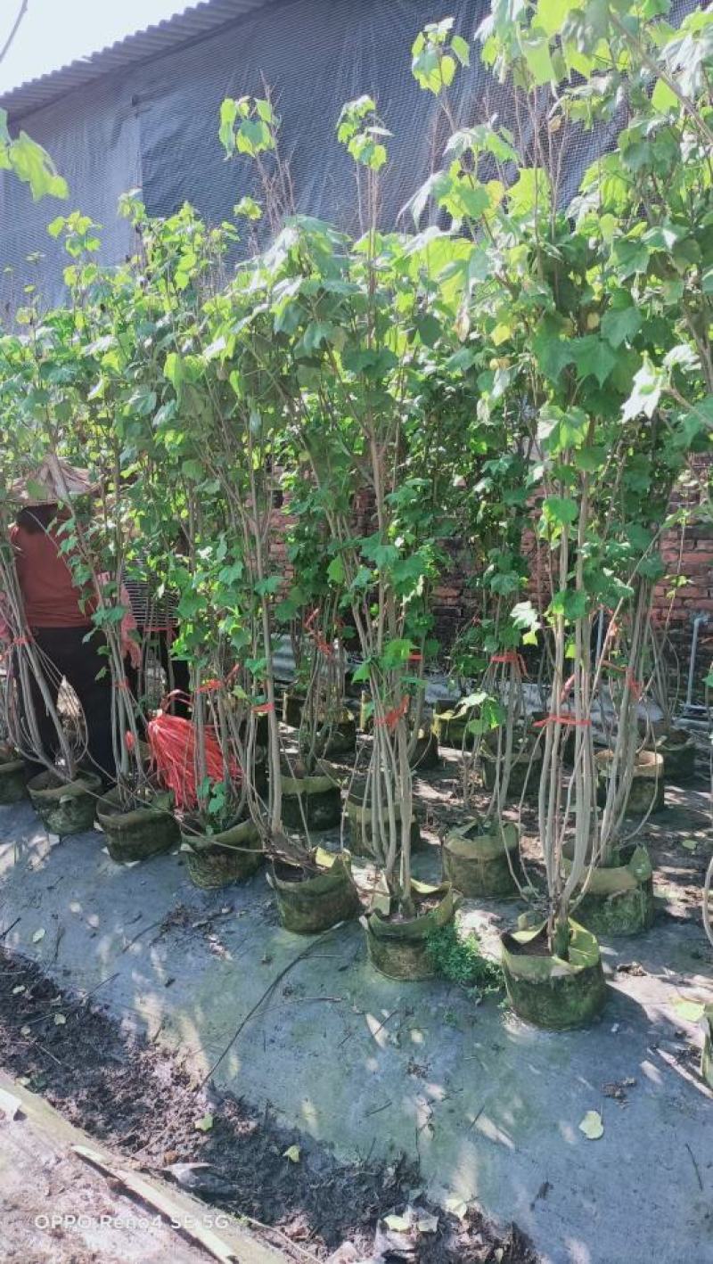 木芙蓉福建漳州木芙蓉绿化庭院设计基地直供大小规格袋苗