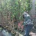 木芙蓉福建漳州木芙蓉绿化庭院设计基地直供大小规格袋苗