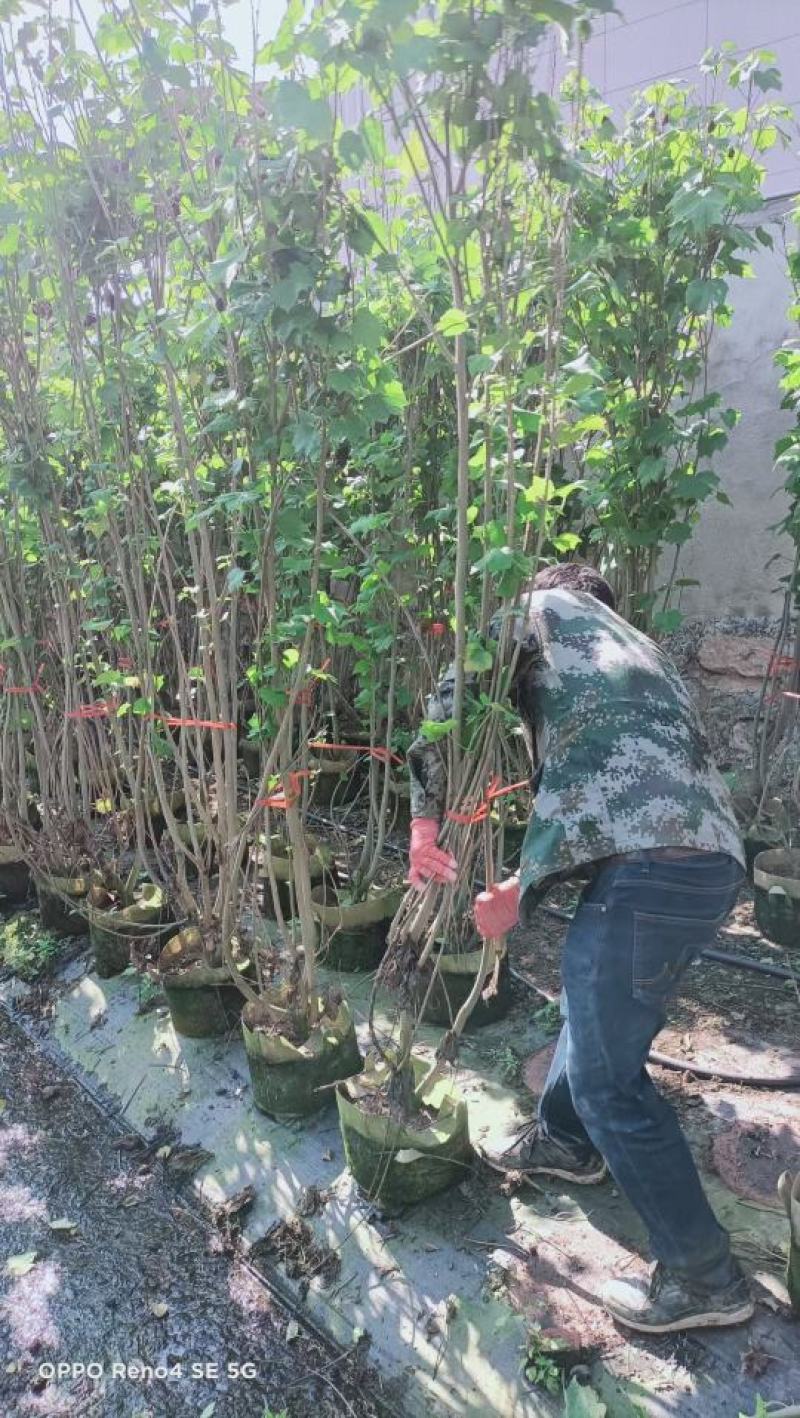 木芙蓉福建漳州木芙蓉绿化庭院设计基地直供大小规格袋苗