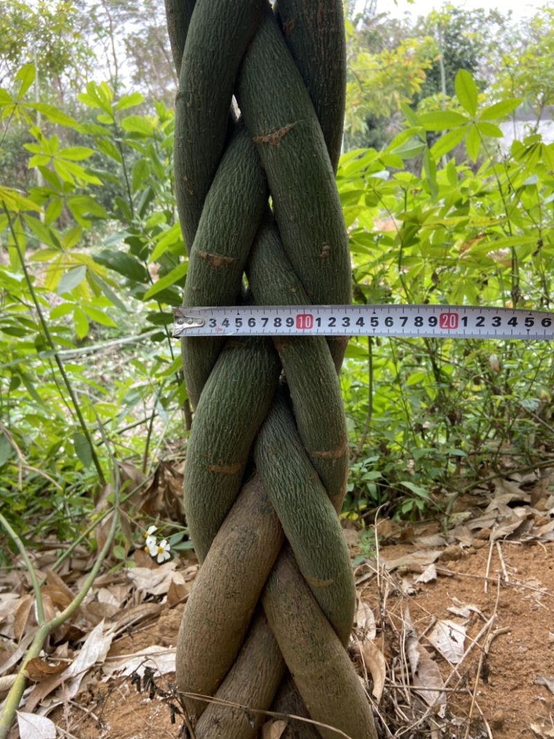 发财树大量出售，规格品相都能达到你的满意，需要滴