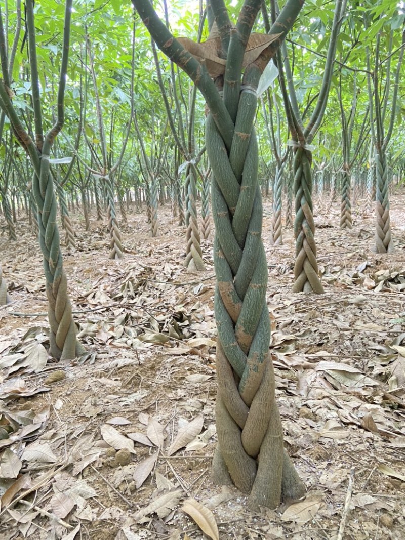 发财树大量出售，规格品相都能达到你的满意，需要滴