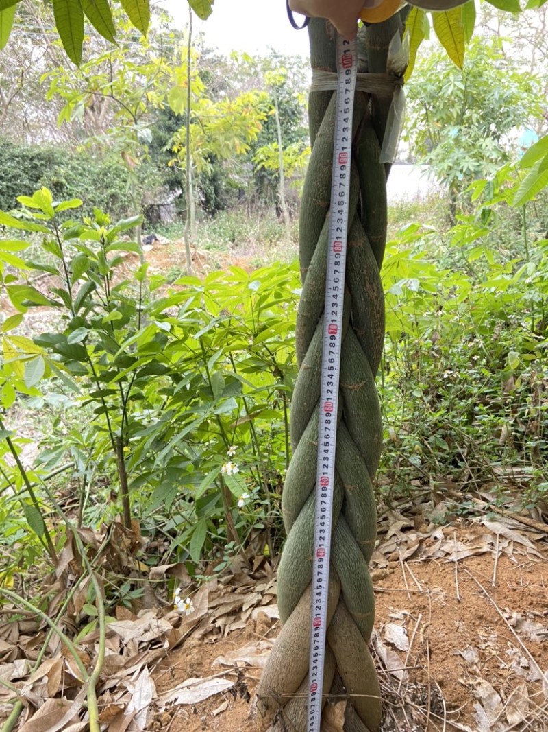 发财树大量出售，规格品相都能达到你的满意，需要滴
