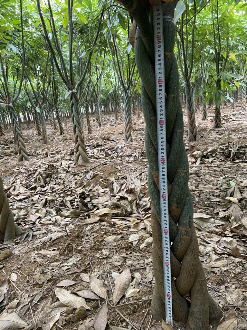 发财树大量出售，规格品相都能达到你的满意，需要滴
