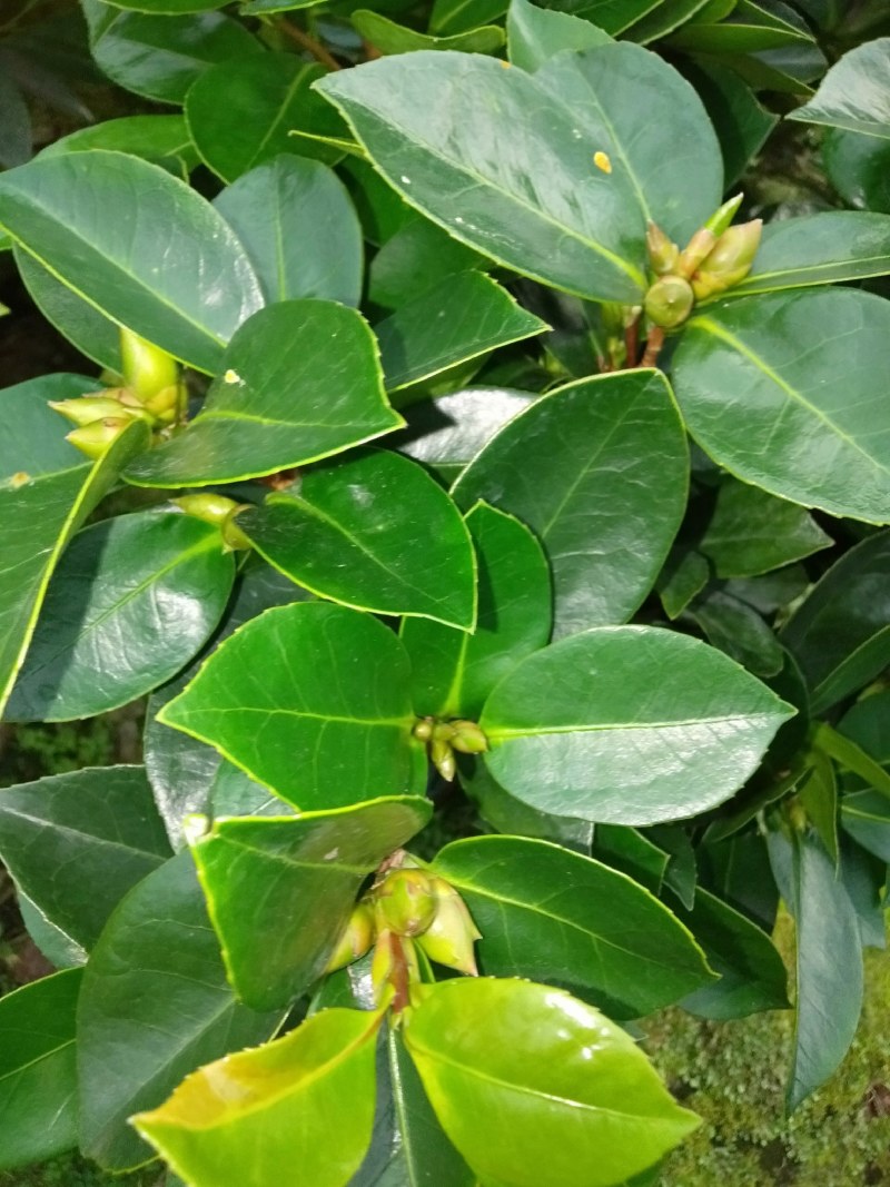 七芯、文青、杜鹃等四季茶花