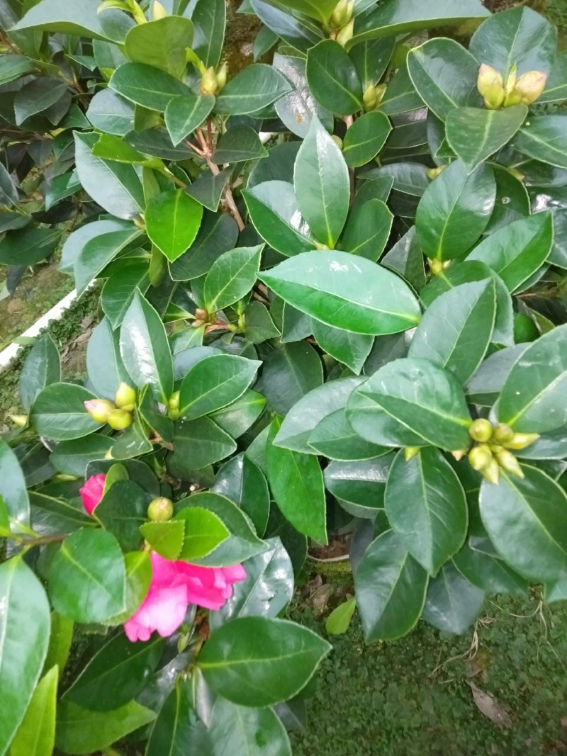 七芯、文青、杜鹃等四季茶花