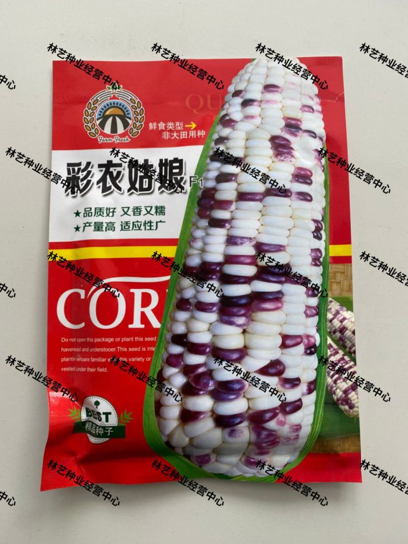 彩衣姑娘玉米种子彩甜糯玉米种籽种苗农家大田园庭院水果玉米