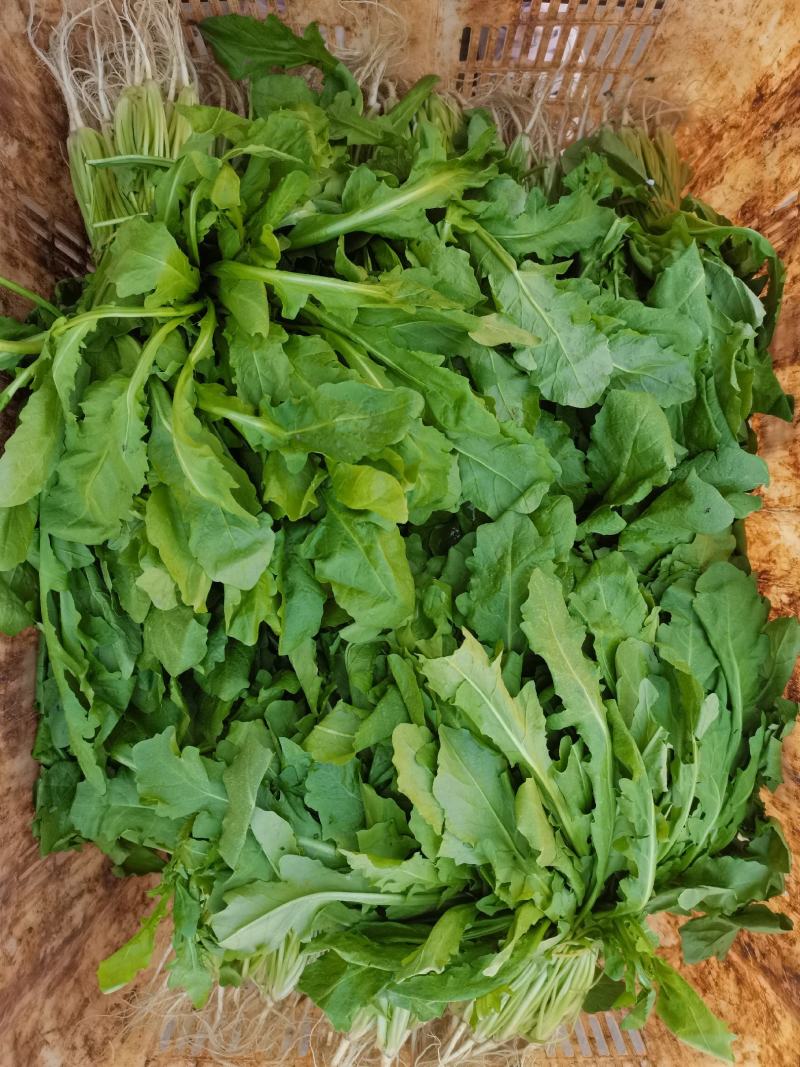 荠菜