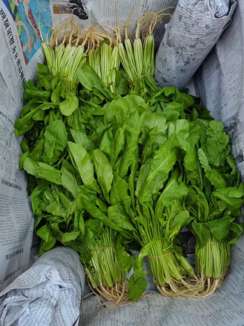 荠菜