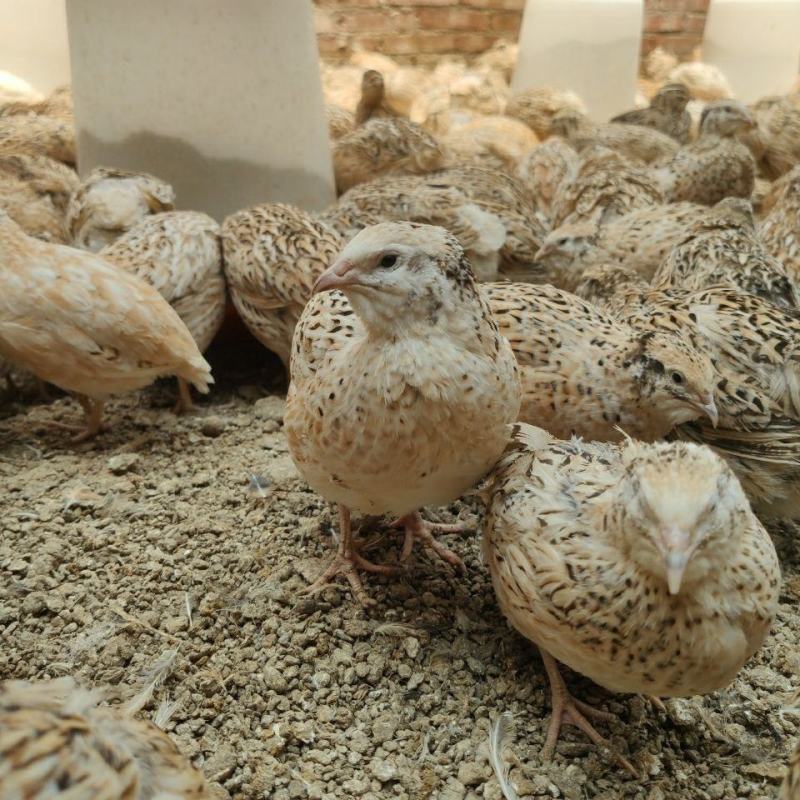 肉鹌鹑种蛋受精蛋,白沙维法巨非洲黑，质量很好，下单包