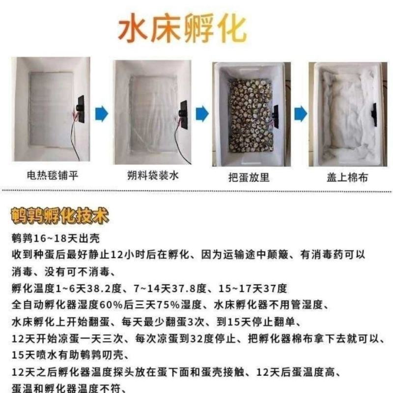 肉鹌鹑种蛋受精蛋,白沙维法巨非洲黑，质量很好，下单包