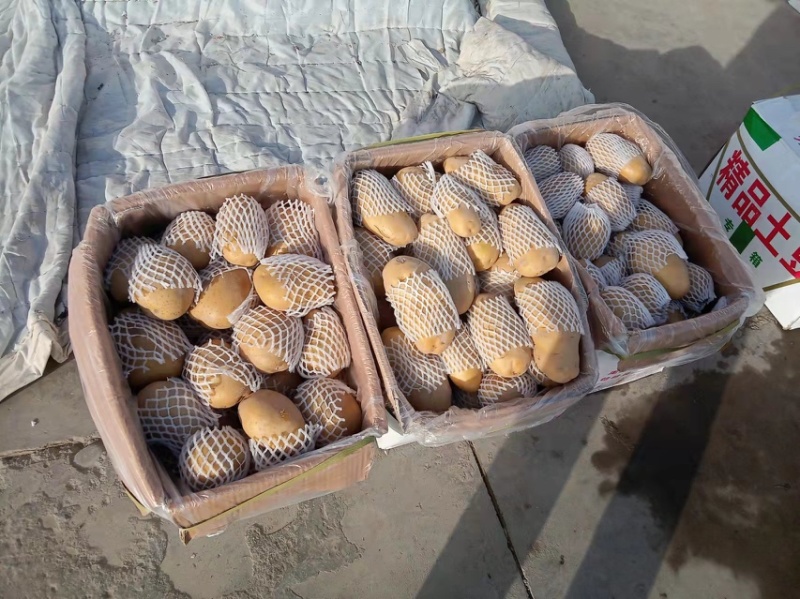 新疆希森6号土豆冷库储存品质新鲜货源充足全年供应