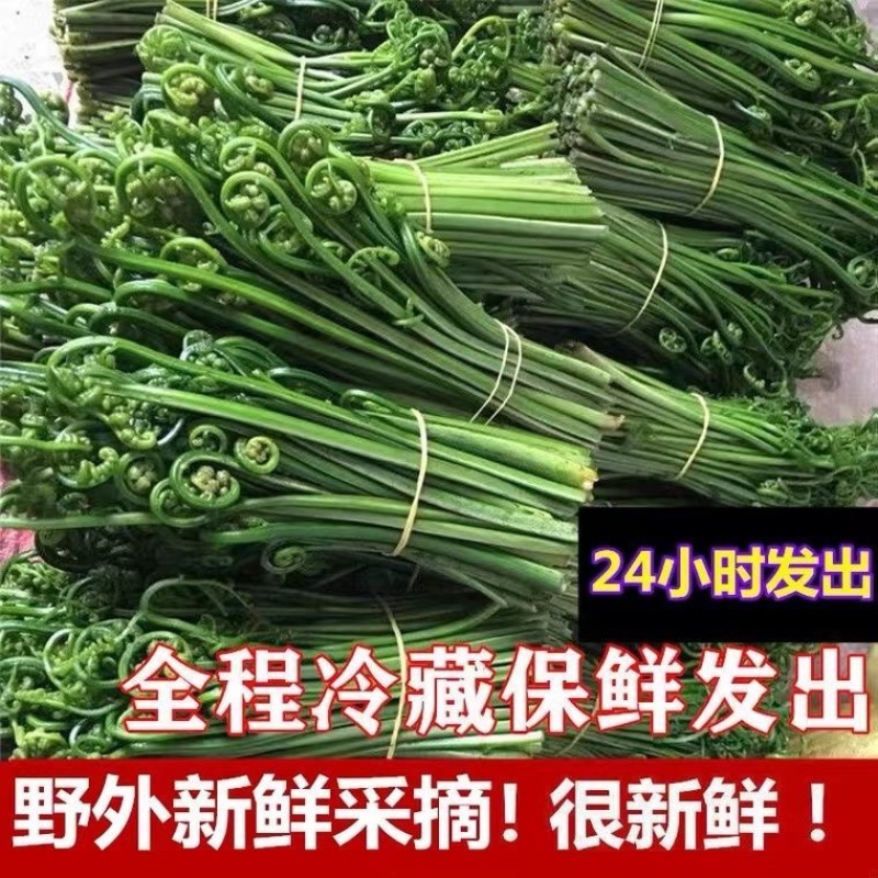 蕨菜大量上市，味道鲜香、美味可口