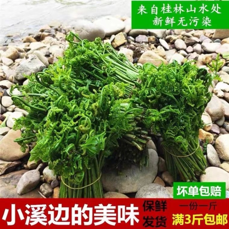 蕨菜大量上市，味道鲜香、美味可口