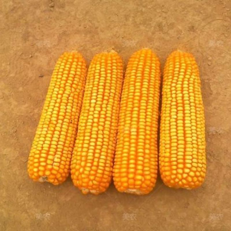皇家金香糯玉米种子香甜糯黄玉米种籽水果玉米皮薄化渣春夏播