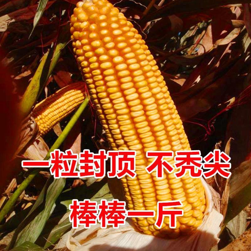 皇家金香糯玉米种子香甜糯黄玉米种籽水果玉米皮薄化渣春夏播