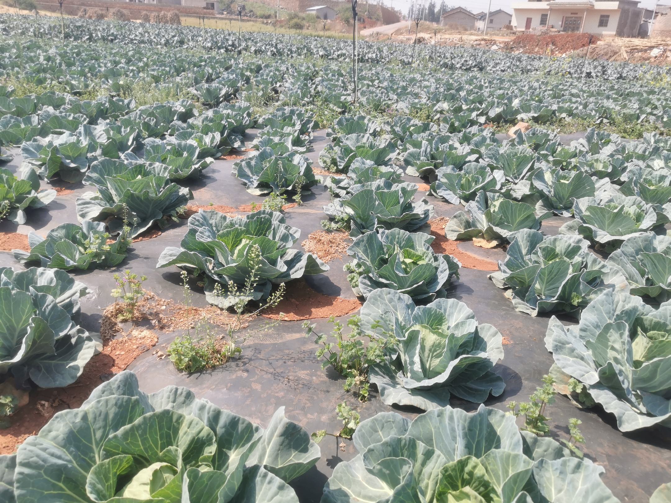 白皮松针叶显微结构与化学成分柱状图