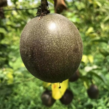 百香果