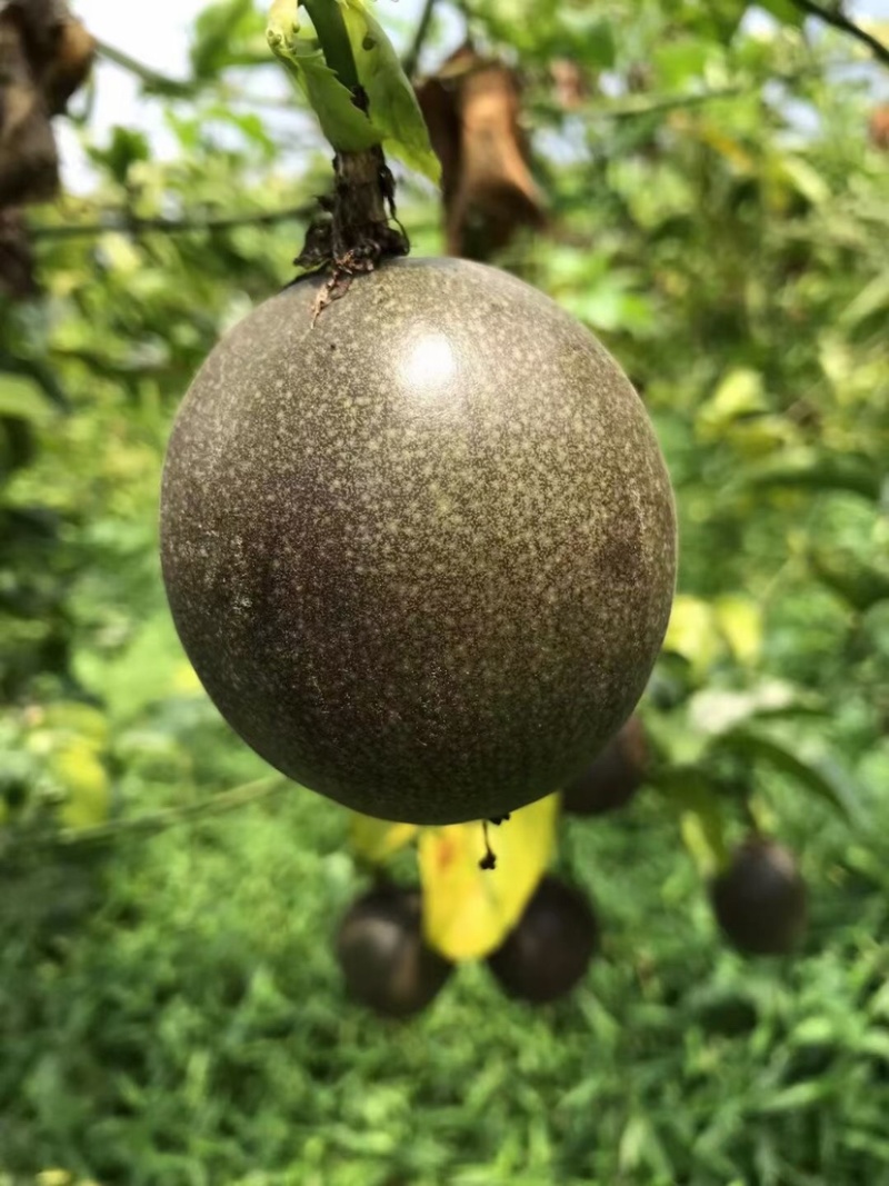 百香果
