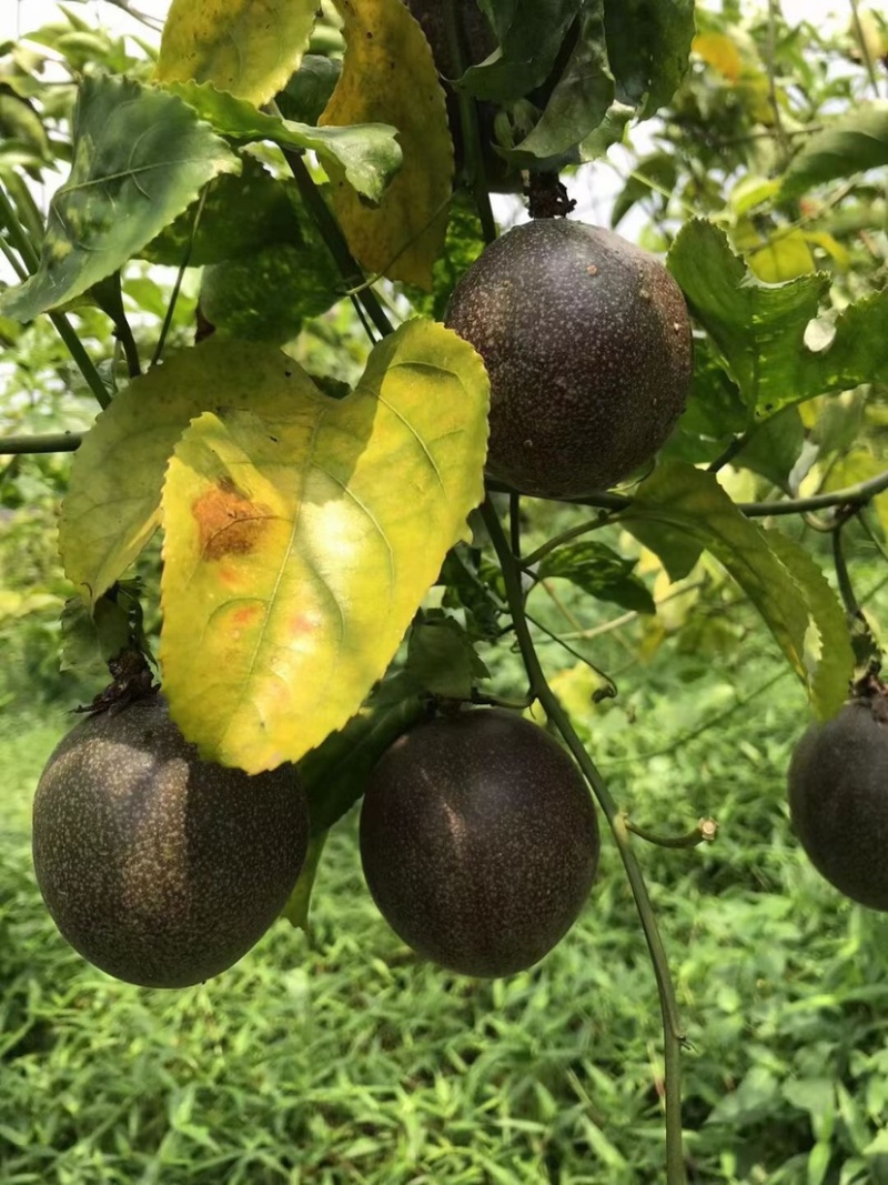百香果