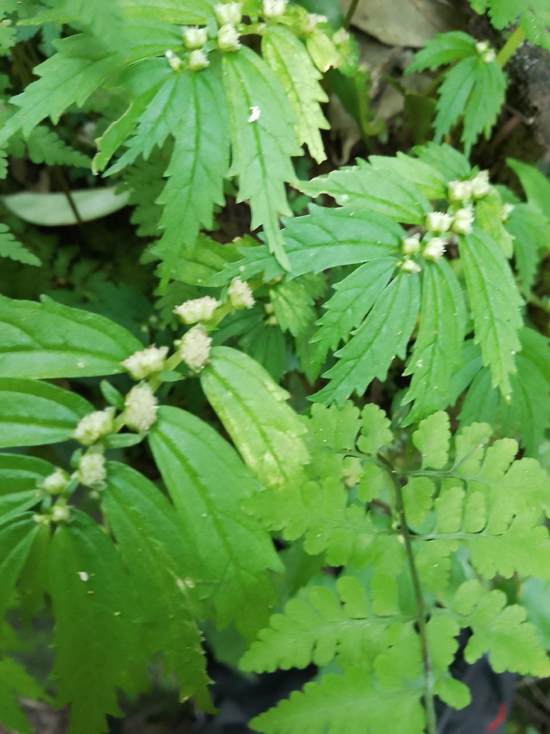 紫茉莉根，入地老鼠，可药用，可种植